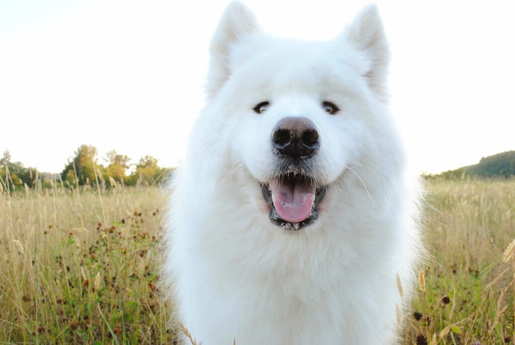 Cheerful Fluffy Samoyed Dog in Tall Grass - Heartwarming Wallpaper