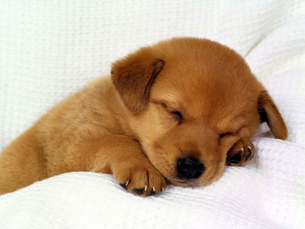Tranquil Labrador Puppy Wallpaper: Comforting Sleepy Scene