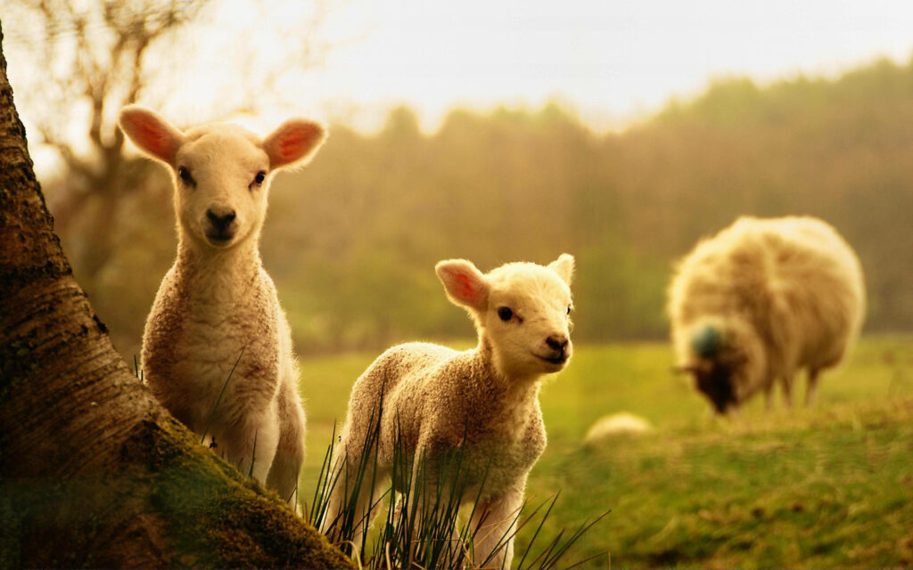 Serene Sunset Wallpaper: Two Lambs on Lush Green Grass