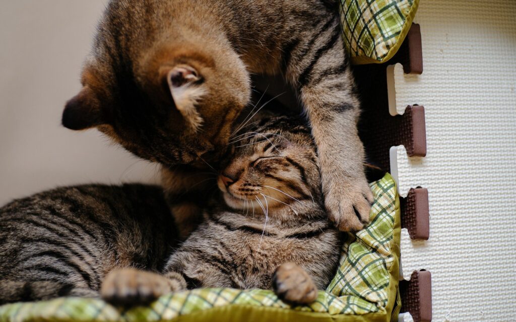 Heartwarming Tabby Cats Cuddling on Plaid Cushion Wallpaper