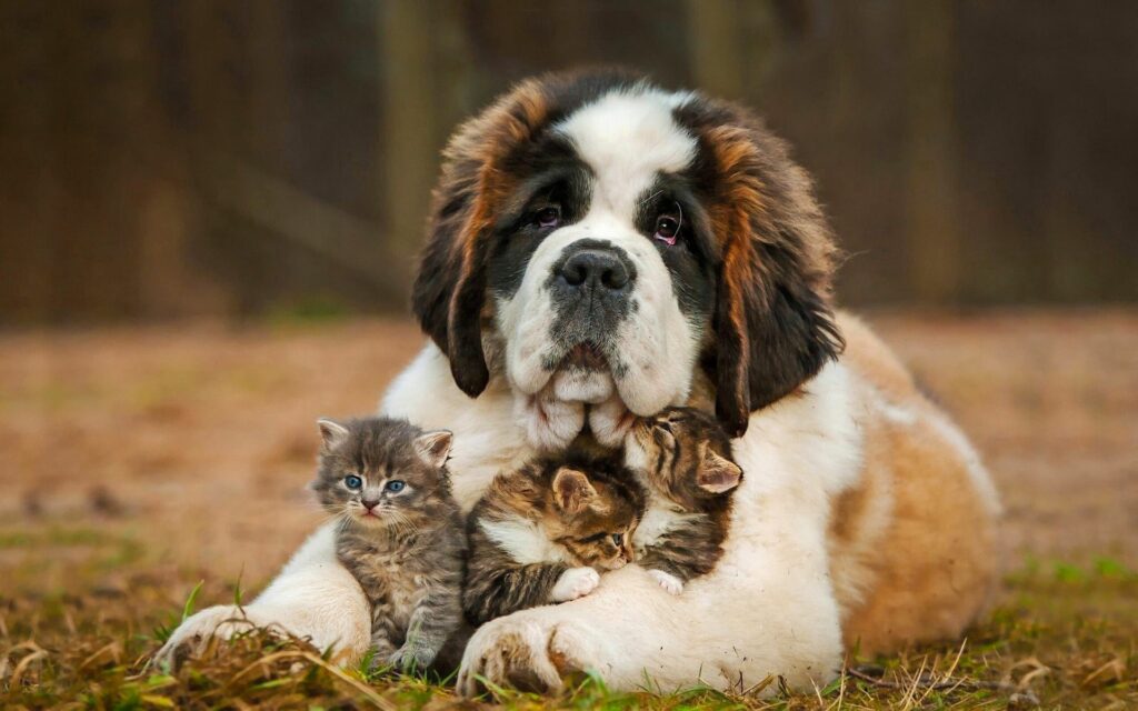 Heartwarming Saint Bernard and Kittens Wallpaper for Cozy Background