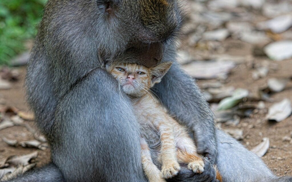 Heartwarming Monkey and Cat Hug Wallpaper - Interspecies Affection