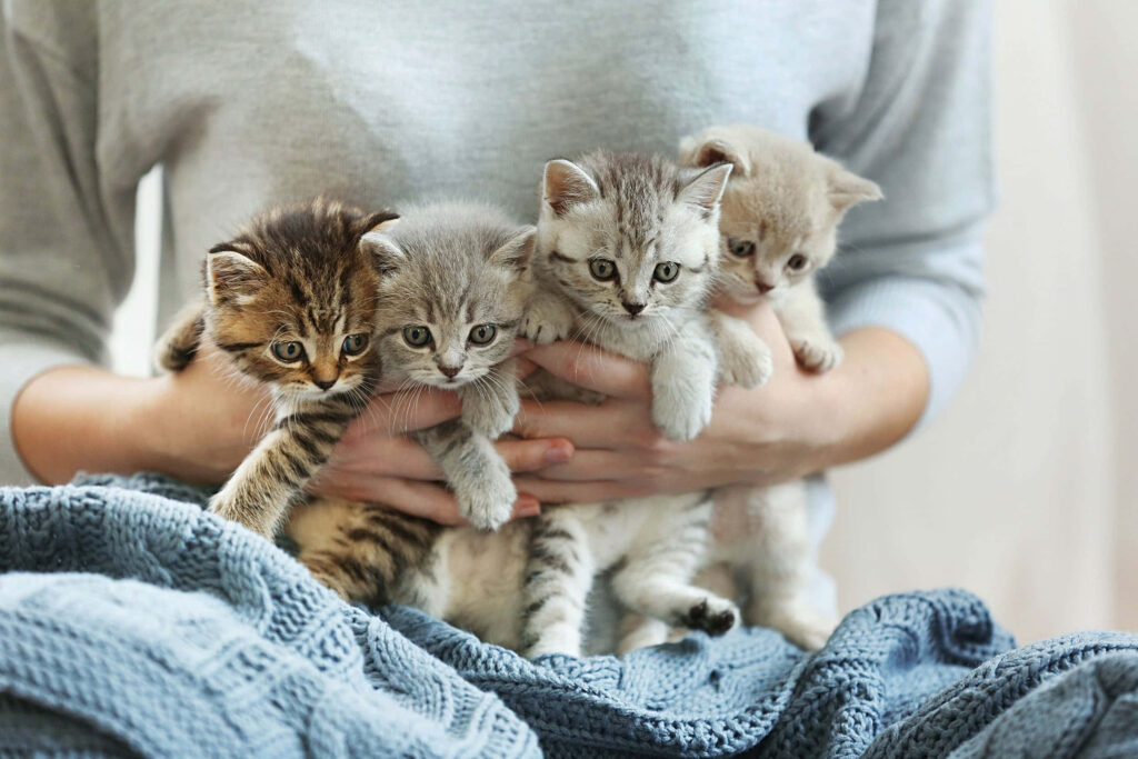 Cuddle Time: Adorable Kittens on Cozy Blue Blanket Wallpaper