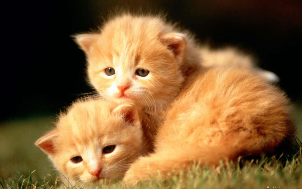 Heartwarming Ginger Kittens Snuggling on Grass - Cozy Wallpaper
