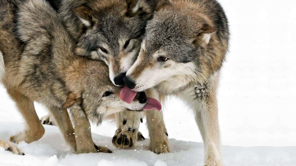 Heartwarming Wolves in Snowy Landscape - Affectionate Scene Wallpaper