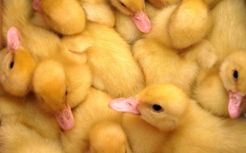 Cute Ducklings Wallpaper: Warm & Cheerful Background for Your Screen