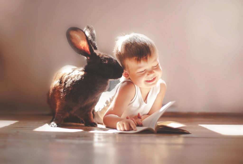 Young boy reading book on floor with large black rabbit in warm golden sunlight wallpaper background