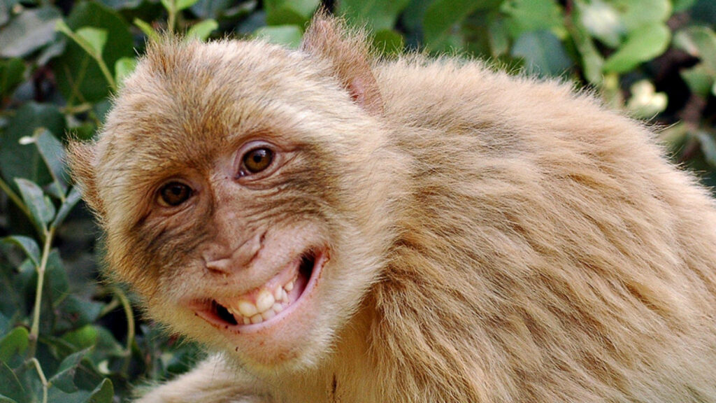 Cheeky Chimp Grinning alongside Leafy Backdrop Wallpaper