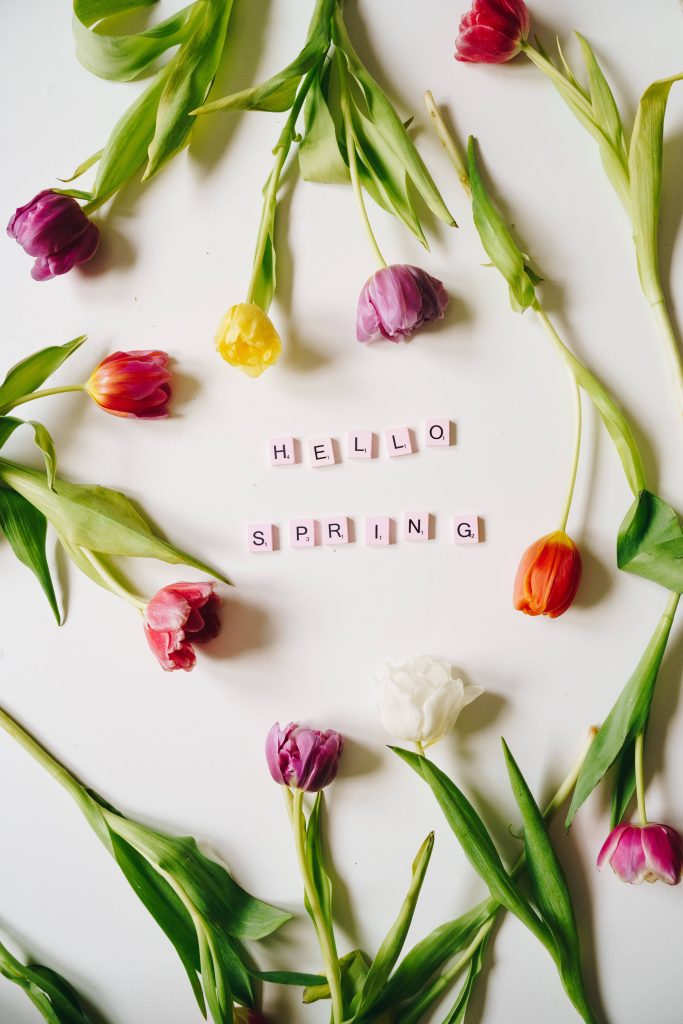 Cheerful iPhone wallpaper with colorful tulips and HELLO SPRING Scrabble tiles on white background