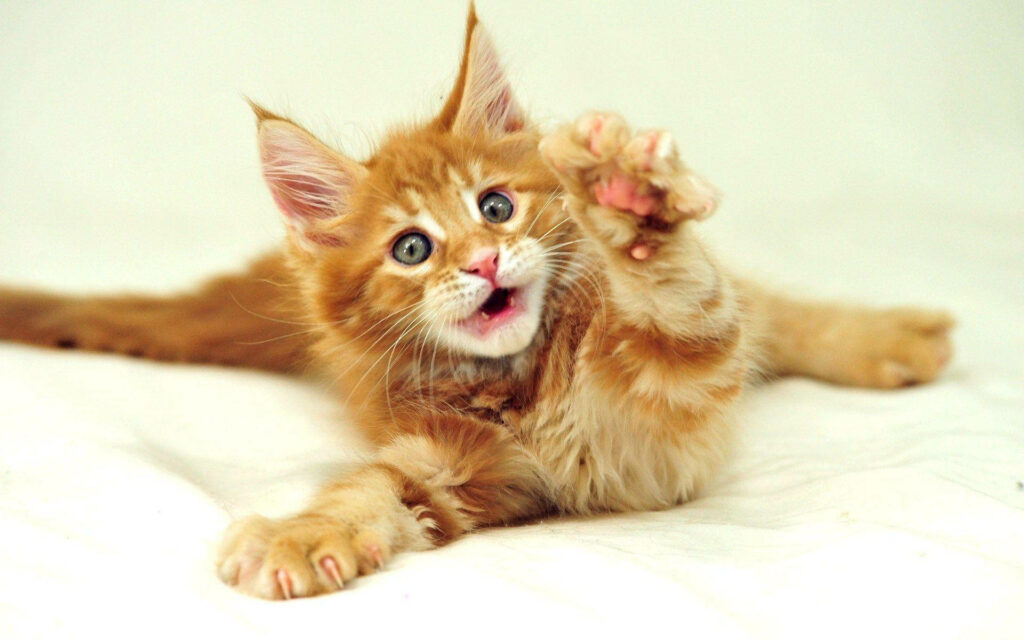 Clowning Around: An Amusing Feline Wallpaper Depicting a Witty Orange Kitty Pleading for Assistance
