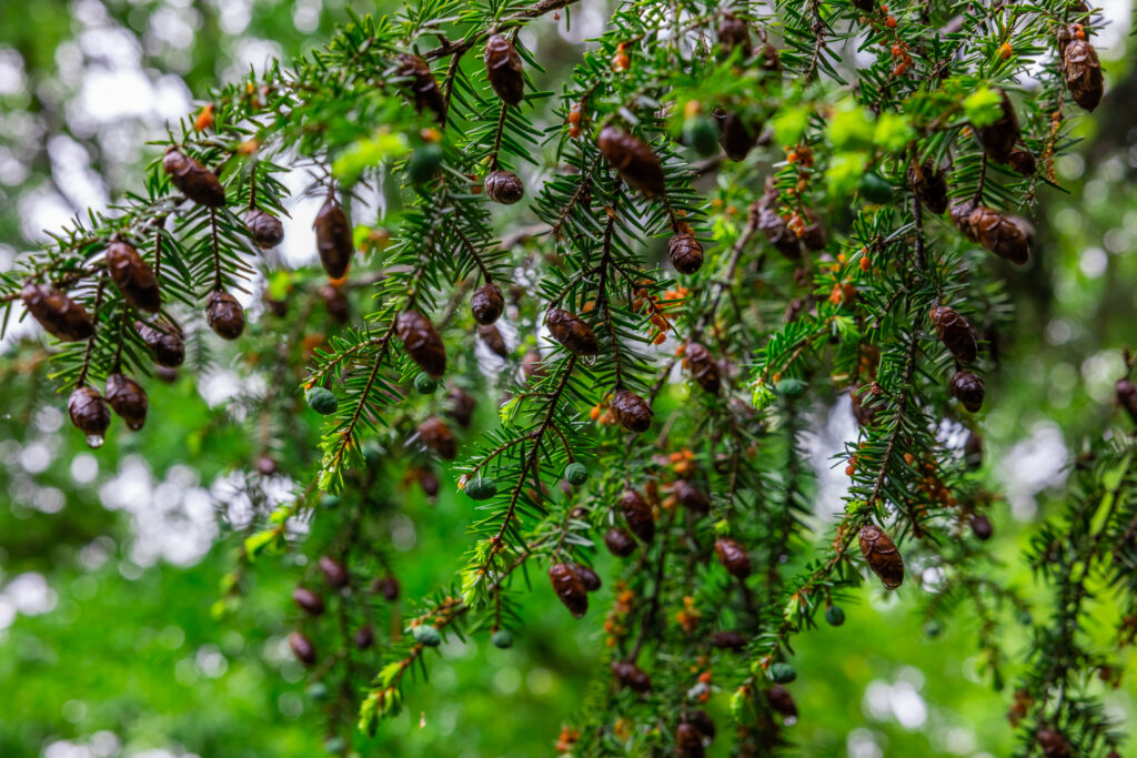 Lush Hemlock Tree Wallpaper: Serene Forest Background
