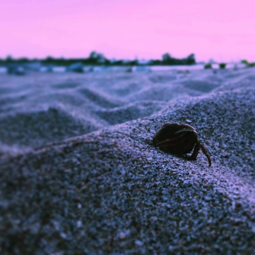 Hermit crab digging in textured sand dunes at twilight with pink purple sky macro nature wallpaper