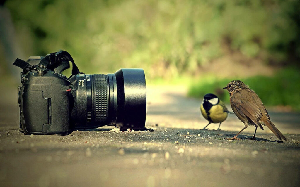 Curious Birds in HD: Playful Wildlife Encounter on Serene Background Wallpaper