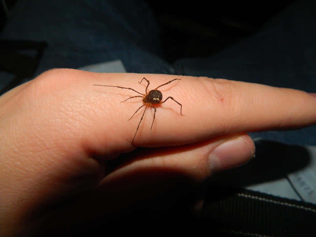Macro photo of unique harvestman spider on human finger with detailed natural lighting background Wallpaper