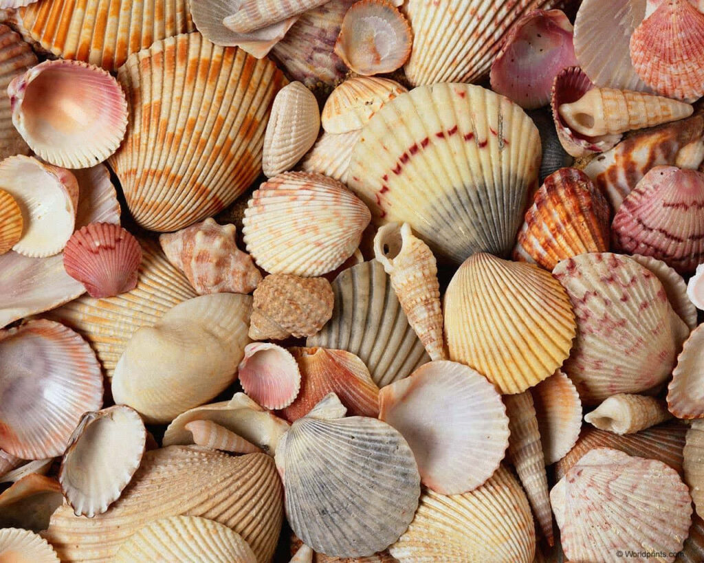 Assorted seashell wallpaper with detailed cockle shells in cream tan and orange coastal hues