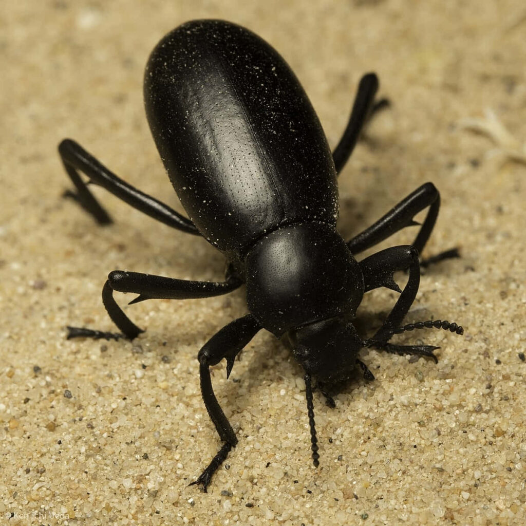 Close up of darkling beetle crawling on sandy surface with glossy black exoskeleton and textured grains Wallpaper