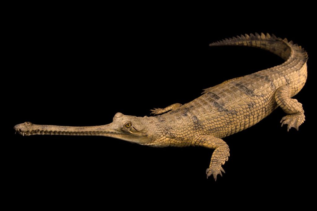High detail profile of Gavialis gangeticus Gharial with long snout and textured scales on black background Wallpaper
