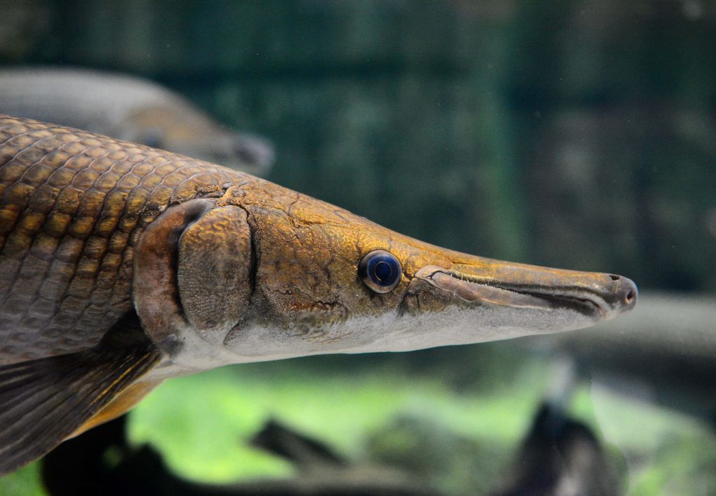 Close-up underwater photo of a prehistoric Gar fish with detailed armored scales and long snout Wallpaper