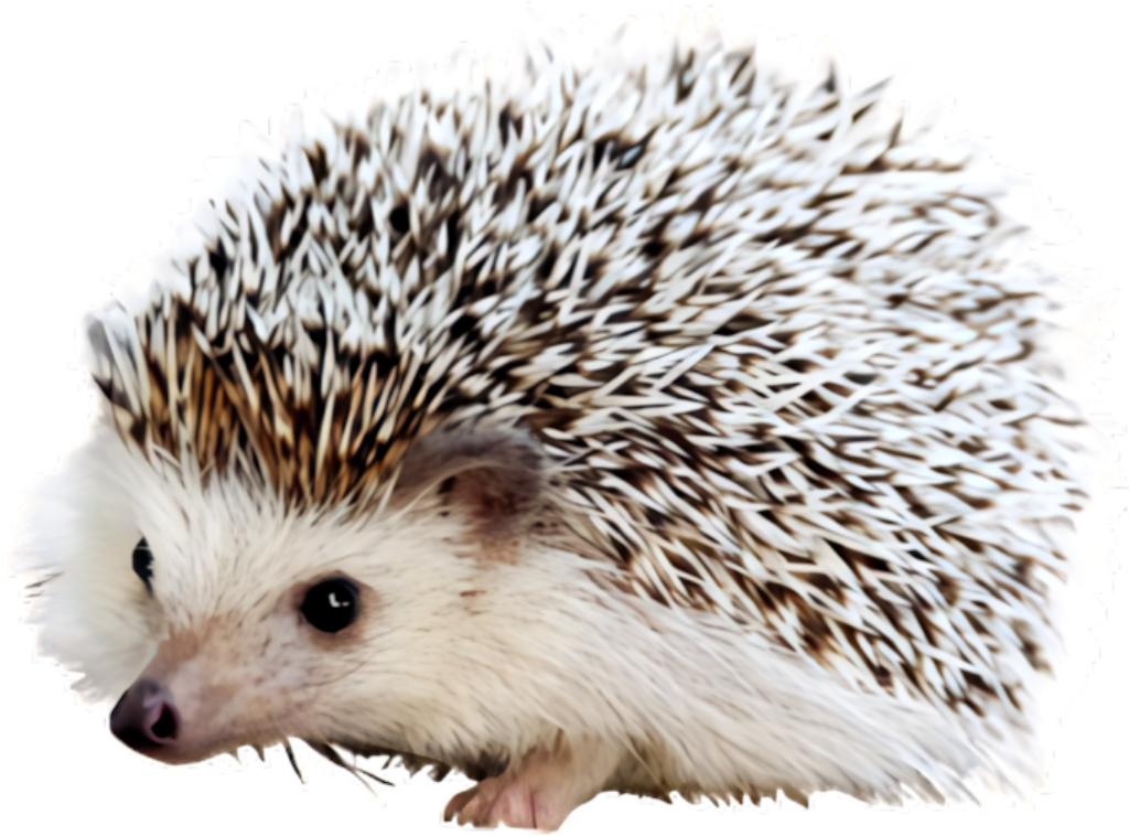 High-Quality Cute Hedgehog Wallpaper PNG for Creative Projects