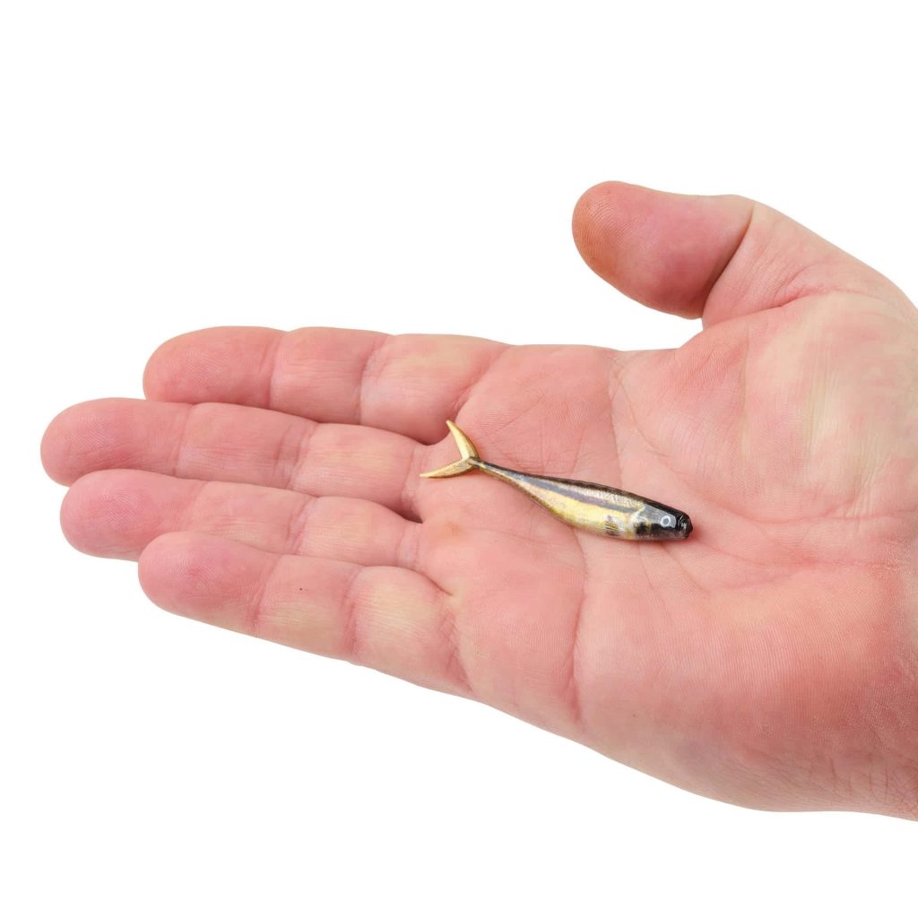 Open palm holding metallic gold and black minnow fishing lure on white background Wallpaper