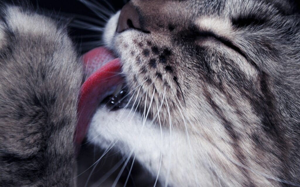 Charming Cat Close-Up: High-Res Paw Lick Moment Wallpaper