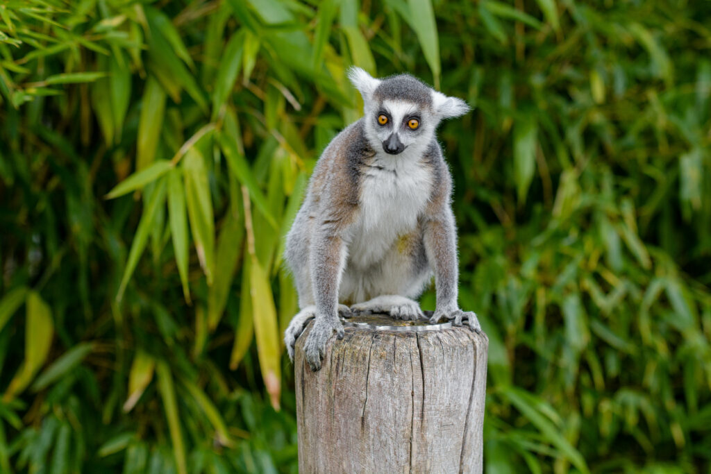 Cute Lemur on Stump: Vivid 6000x4000 Nature Wallpaper