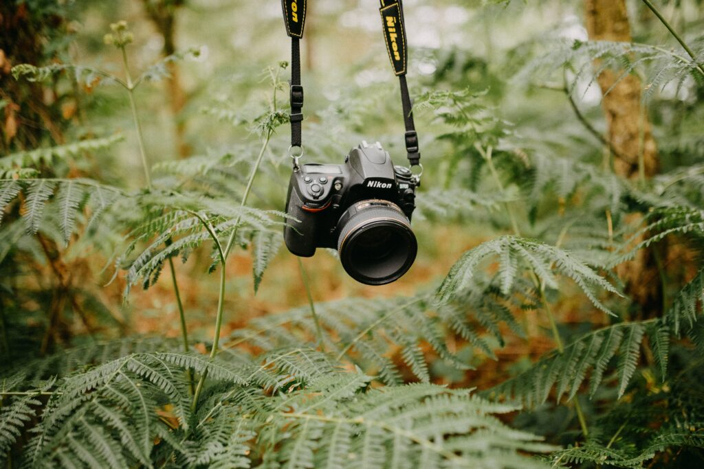 High-Res DSLR Camera Wallpaper Amidst Lush Green Ferns