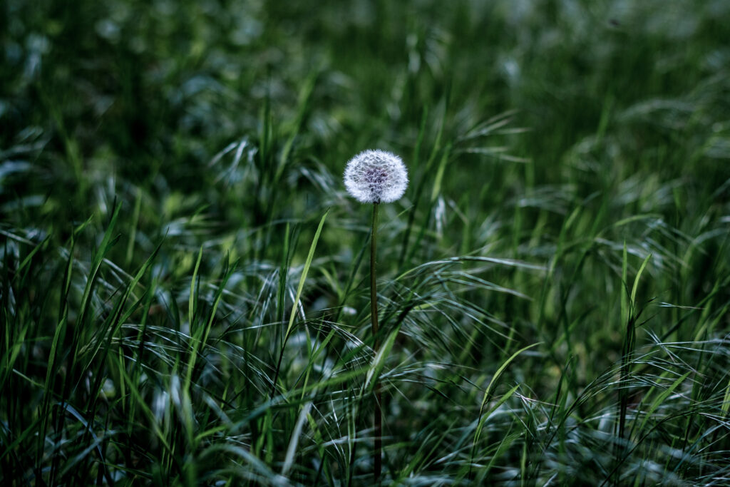 High-Res Dandelion in Fluff Against Lush Green Grass Background Wallpaper