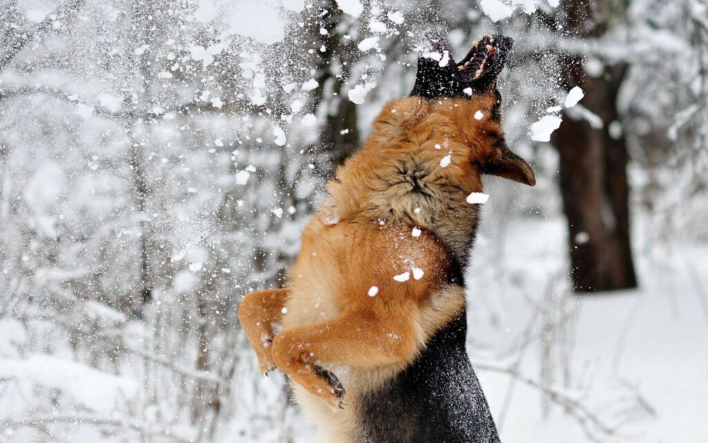 Dynamic German Shepherd Jumping in Snowy Wonderland - 2560x1600 Wallpaper