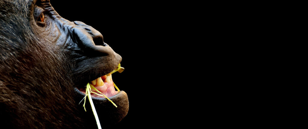 Close-Up Gorilla Wallpaper: High-Res Nature Image on Black Background
