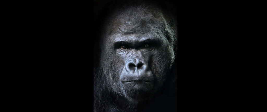 Striking Close-Up Gorilla Wallpaper - High Res 3440x1440p Background