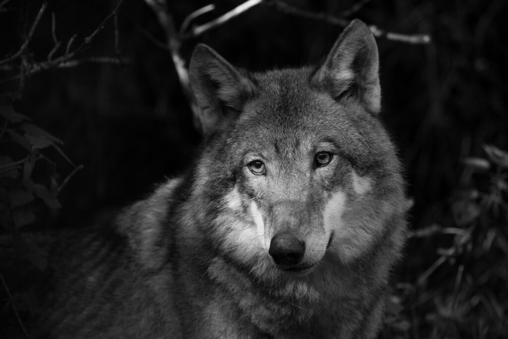 High-Resolution Grayscale Wolf Image with Intense Gaze and Fur Texture Wallpaper