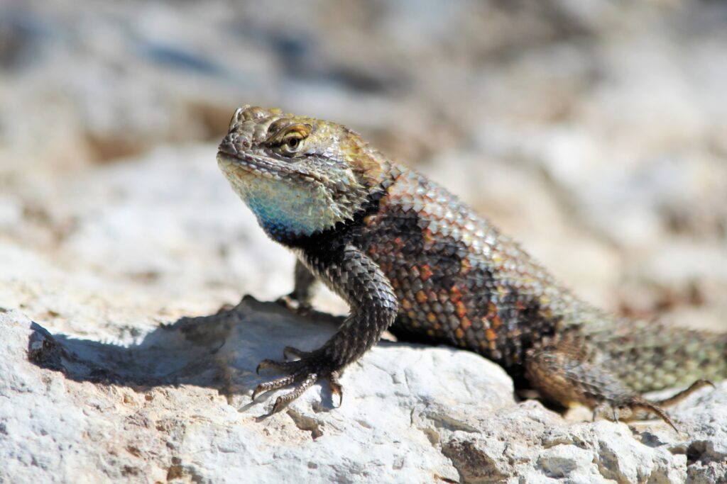 Intriguing Lizard Wallpaper: High-Res Reptile on Sunlit Stone
