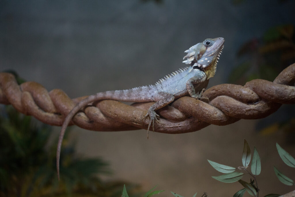 Macro Lizard Wallpaper: Detailed Scales on Branch with Leaves Background