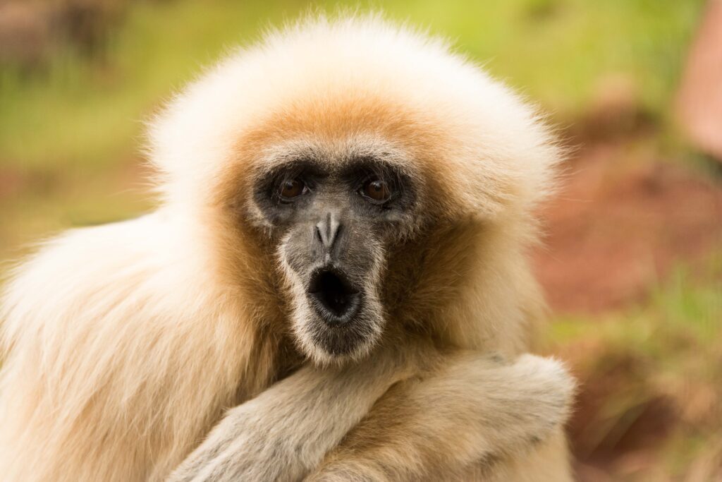 Surprised Monkey Wallpaper: Fluffy Cream Coat & Blurred Nature