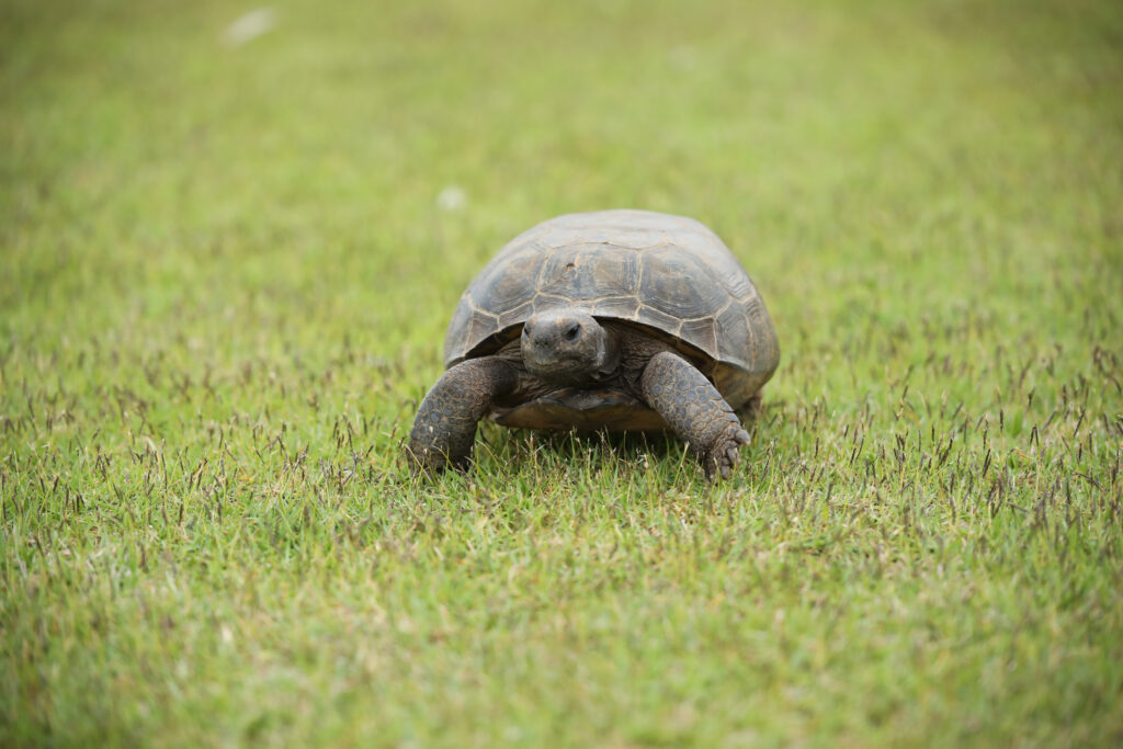 High-Res Turtle Wallpaper: Serenity in Lush Green Landscape