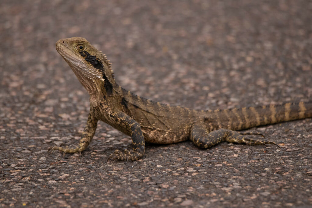 High-Res Agama Lizard Wallpaper with Textured Earthy Background