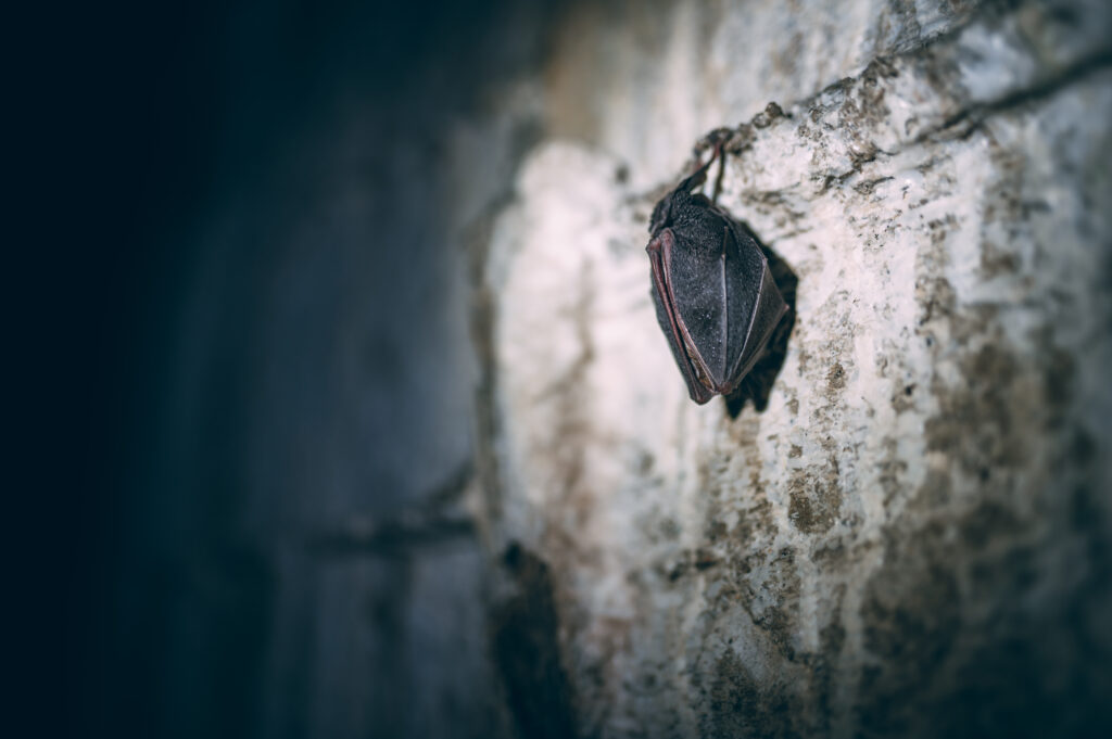 Intricate Bat Wallpaper: High-Res Texture and Mysterious Background