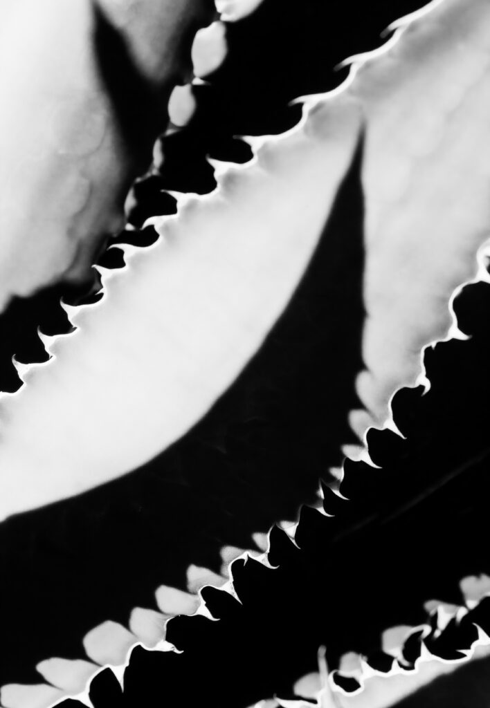 Artistic Black & White Wallpaper: Close-Up of Textured Serrated Leaves