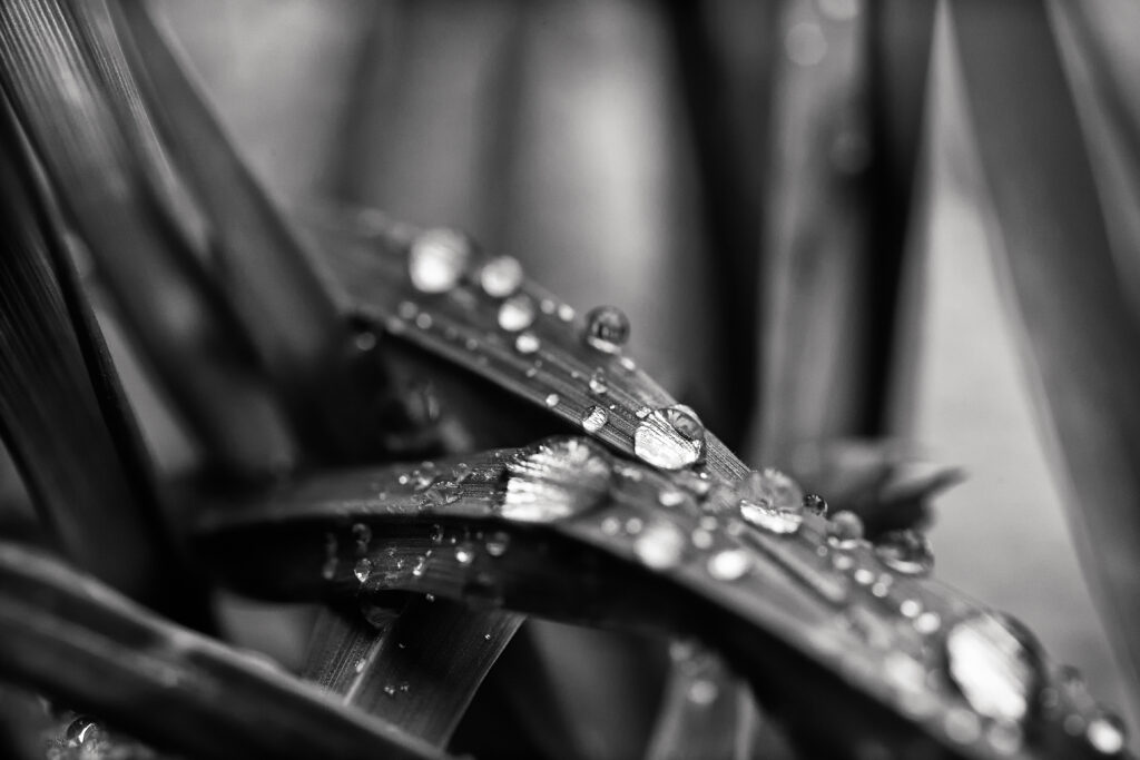 Intricate Black and White Macro Wallpaper: Raindrops on Leaves