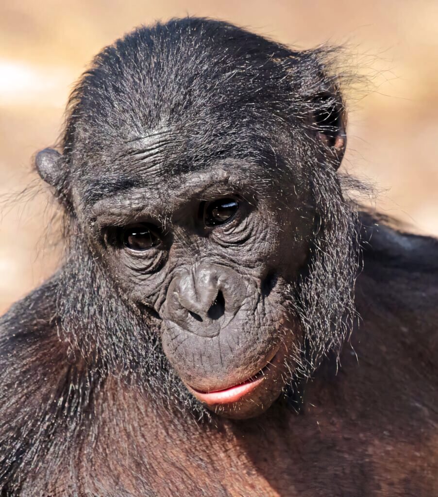 Close-up portrait of a gentle bonobo with expressive eyes and textured fur in natural light wallpaper