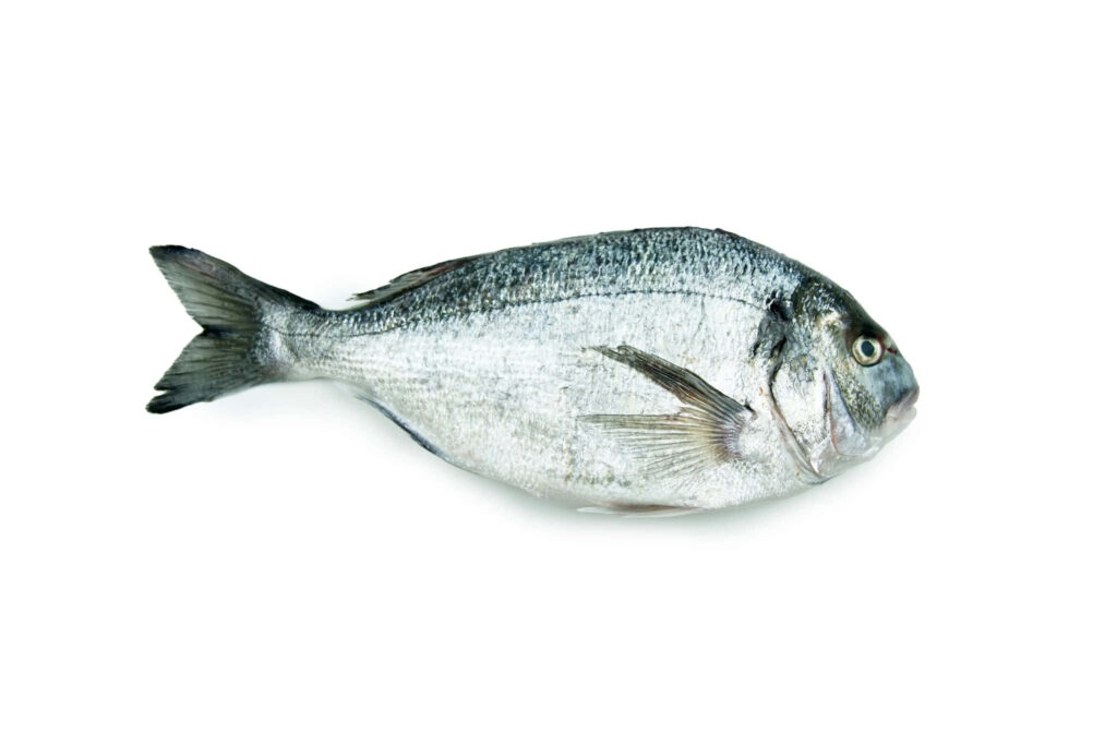 High-resolution fresh bream fish with silvery scales isolated on white background wallpaper