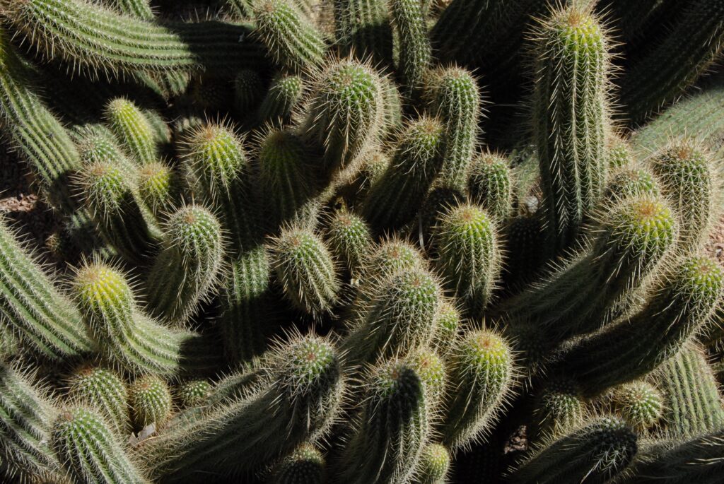 Vibrant Cacti Wallpaper: Intricate Spines & Natural Patterns