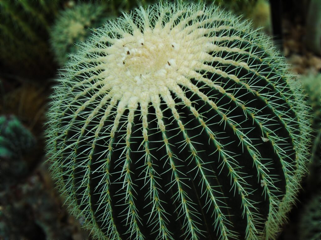 Close-Up Cactus Wallpaper: Intricate Spines & Natural Background