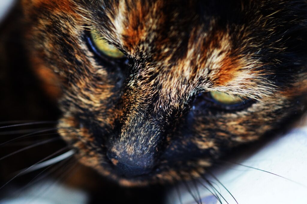 Close-Up Cat Muzzle Wallpaper: Intricate Fur Texture & Intense Gaze