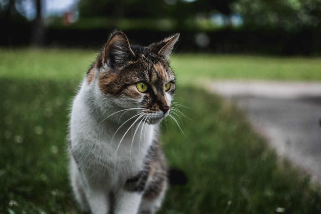 Expressive Cat on Lush Green Lawn - High-Resolution Wallpaper