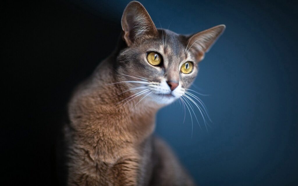 Stunning Cat Close-Up Wallpaper: 1920x1200 with Yellow Eyes