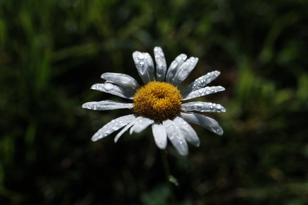 Macro Chamomile Flower Wallpaper - Dewy Petals & Soft Green Background