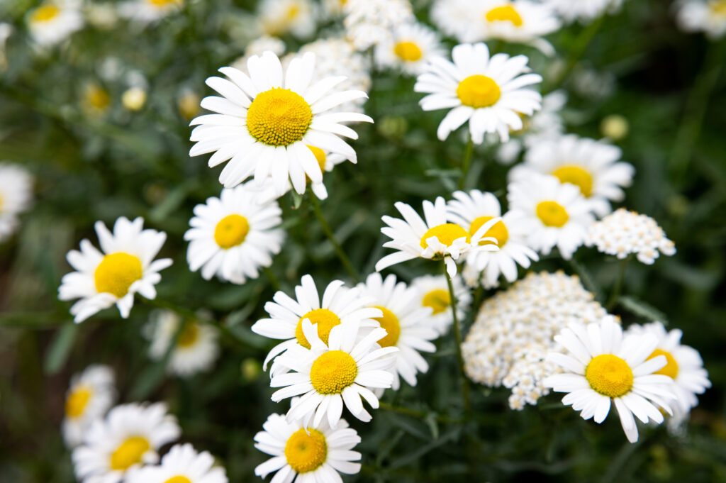 High-Resolution Chamomile Flower Wallpaper: Delicate White Petals