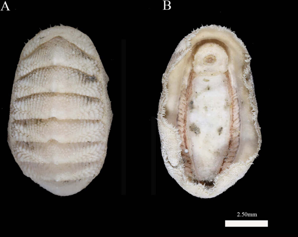 High-resolution Chitonidae shells showing dorsal and ventral views with detailed texture on black Wallpaper